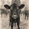 fancy_heifer